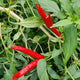 Piment Oiseau (épice)