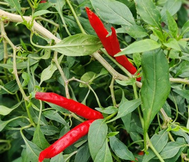 Piment Oiseau (épice)